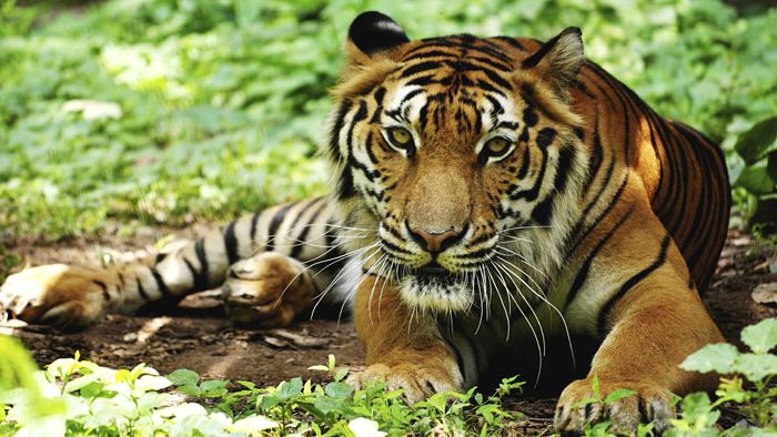 #2 Madhav Gadgil – Friend of the Forest