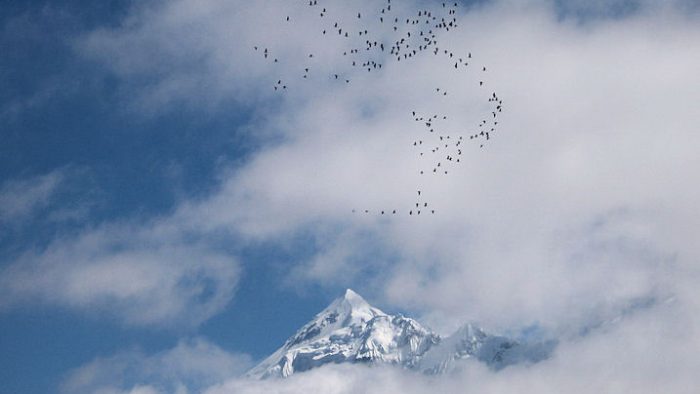 Go by the way of the Swans