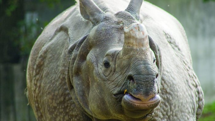 Indian Rhino Vision 2020 – Asia’s Greatest Conservation Success