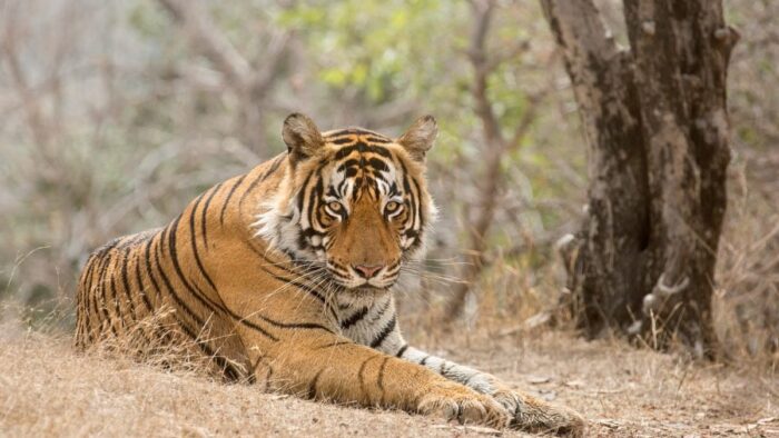 How the Indian Tiger Scripted a New History in Wildlife Conservation