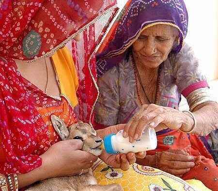 Environmental Security & Bishnoism: Stories for Student of Peace