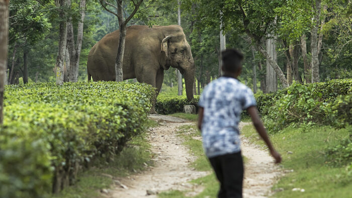 India’s Elephant Statistics Befits Its Status in Society, Efforts on To Manage Conflict