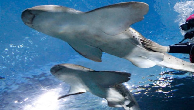 Caring for Life We Cannot See: Marine Conservation in India