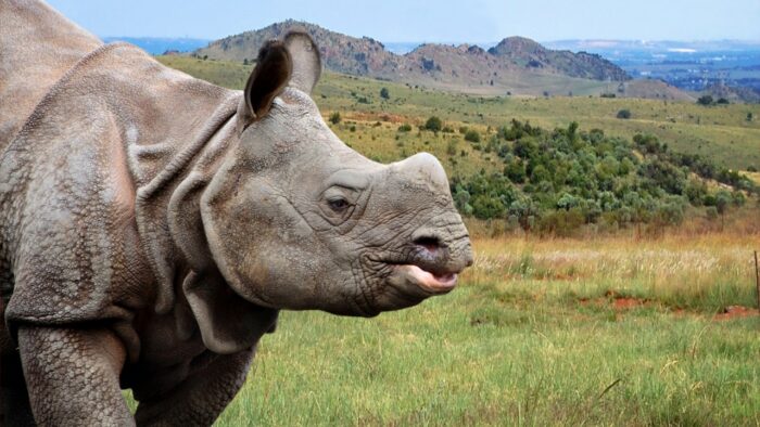 India One of The Best Places for Rhinos