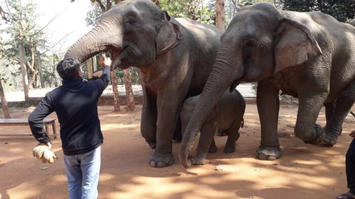 Elephants are No Different Than Humans for Us: Kaushik Barua