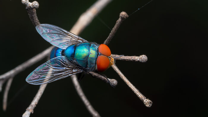 Macro-photography and Its Importance to Biodiversity