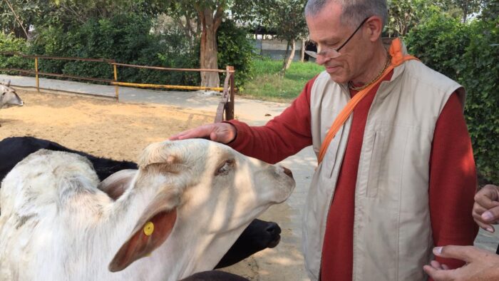 Cow Care in Hindu Animal Ethics – Interview with Kenneth  Valpey