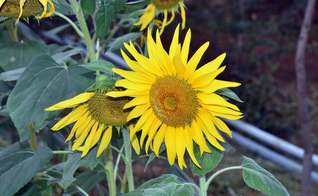 New Ayurvedic Farming Initiative will Help Preserve Rare, Endangered Plant Species