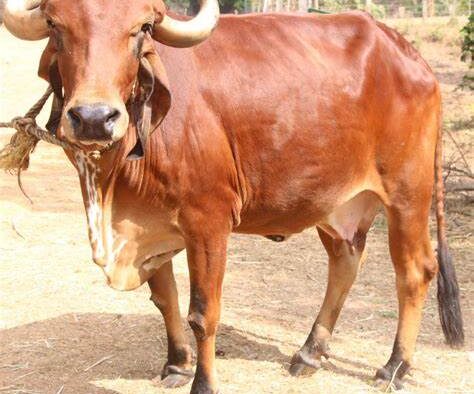 Dhenuh Pradarshana: An Exhibition on Indian Cow Breeds