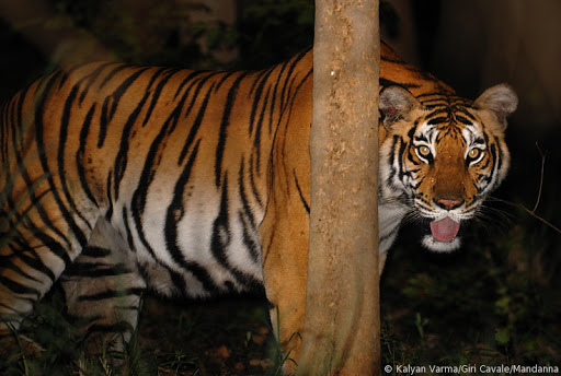 Tigers Against the Odds: Applying Macro-Ecology to Species Recovery in India