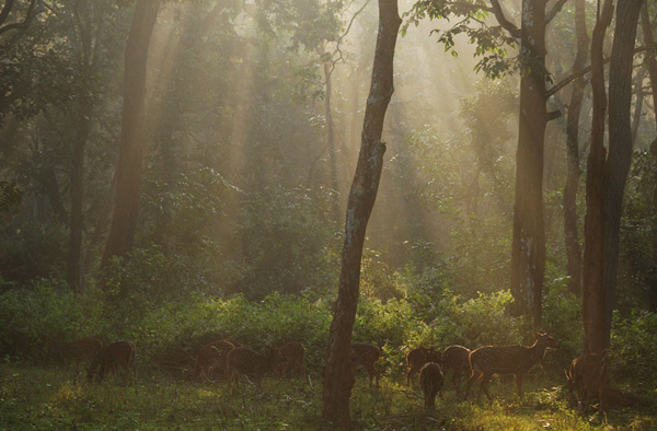 Notes from India’s Kabini River