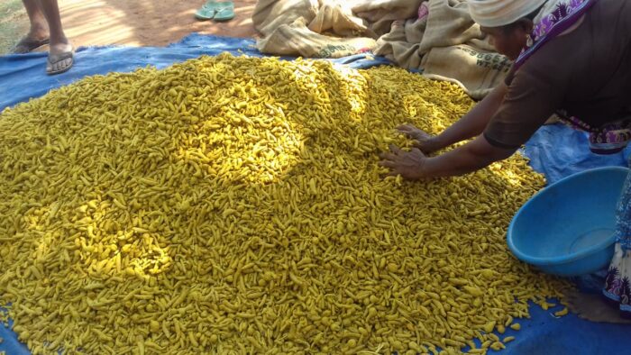 Organic Turmeric Farming – The Great Indian story