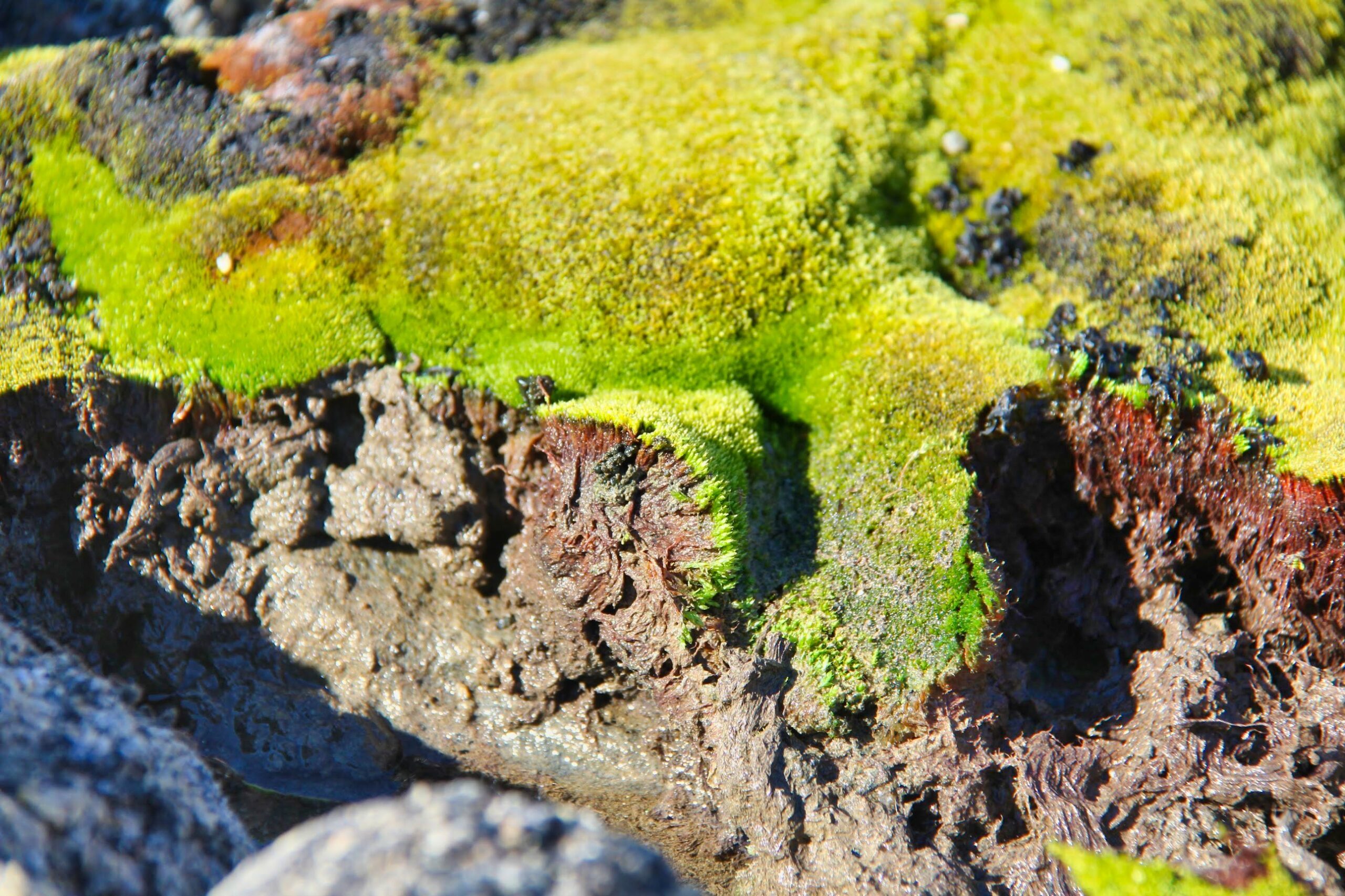 Is Moss A Producer?  Scientists Reveal The Unexpected Answer - ppofo1e